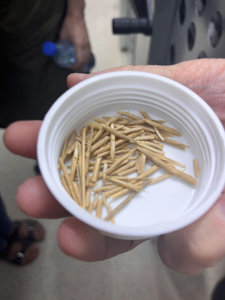 Seeds at the Icarda Seed Centre